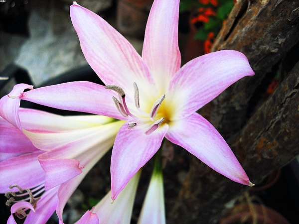 Creation of last petal: Step 2